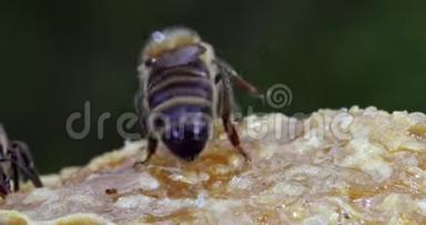 欧洲<strong>蜂蜜</strong>蜂，蜜<strong>蜂蜜</strong>蜂，黑蜂采摘<strong>蜂蜜</strong>，生活在诺曼底，实时